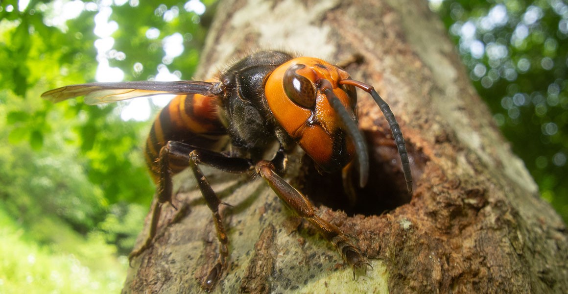 日本巨型大黃蜂在生態系統上的角色| CondeHouse
